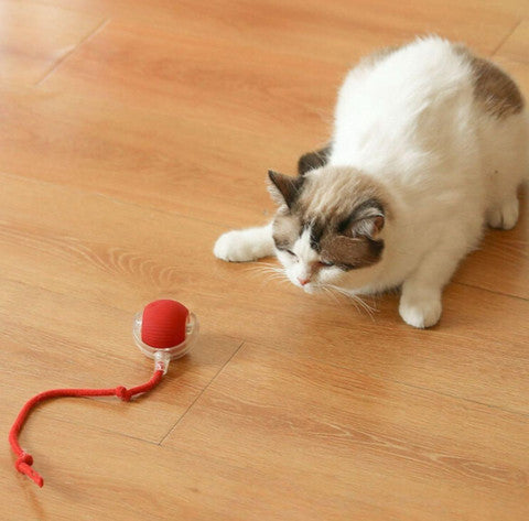 Interactive Cat Ball Toy